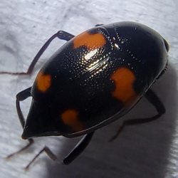 Scaphidium quadrimaculatum